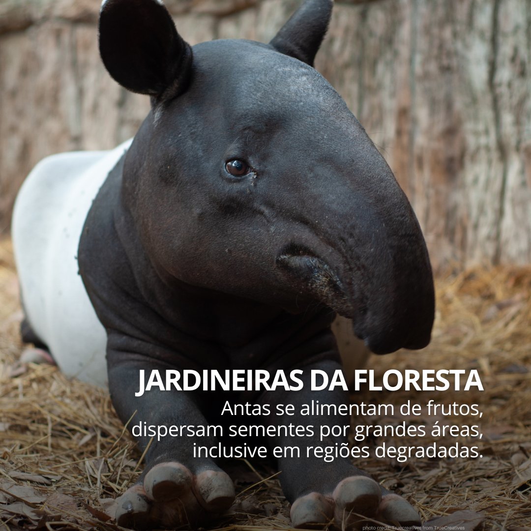 UNEP_pt's tweet photo. Você sabia? Após mais de 100 anos de ausência, uma família de antas foi registrada em vida livre no Parque Estadual do Cunhambebe (RJ) em 2024? 
Neste Dia Mundial da Anta, vamos celebrar essas jardineiras da floresta que ajudam a regenerar ecossistemas
#GeraçãoRestauração https://t.co/P23eA9SW3A