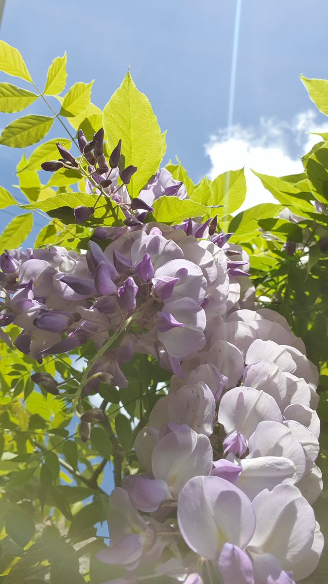 lalys_shine's tweet photo. Sun &amp; wisteria https://t.co/VeCNxcOMCw