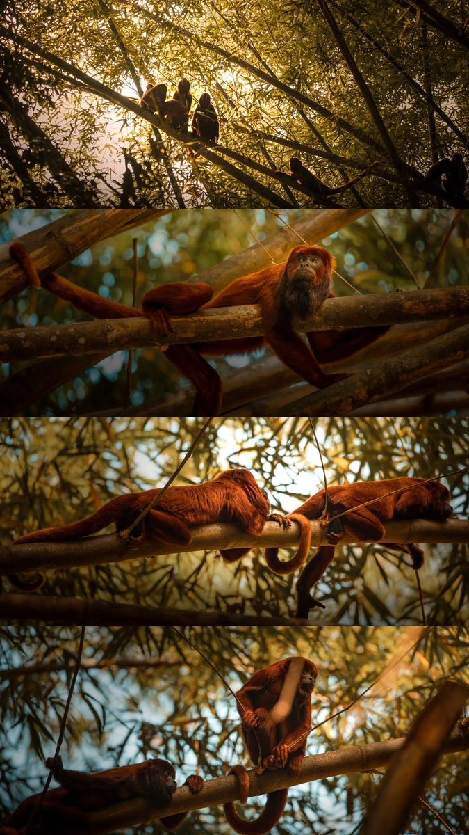 The Red Howler Monkey is the loudest land animal in the world. It is 1 of 2 native species found in Trinidad.