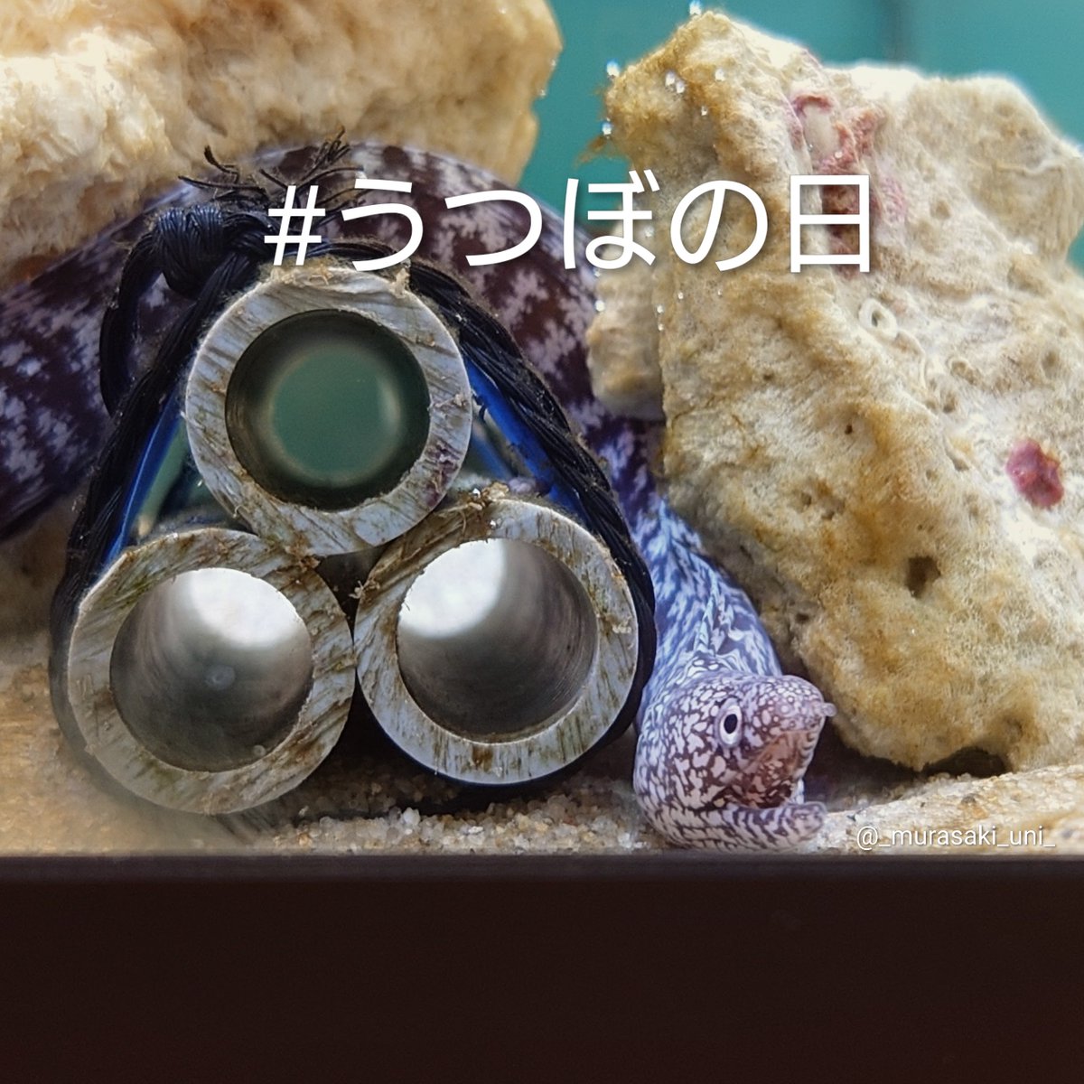 うつぼの日 2026はじまりました もしよろしければみなさん自慢のウツボ