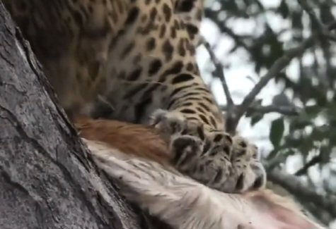 susmeds71's tweet image. ⚠️ Carcass in view ⚠️ 
Her 'murder mitten' is holding it secure 🐾
#Tlalamba 
#loveleopards 
#wildearth