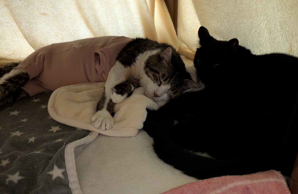 あぶさん tweet media