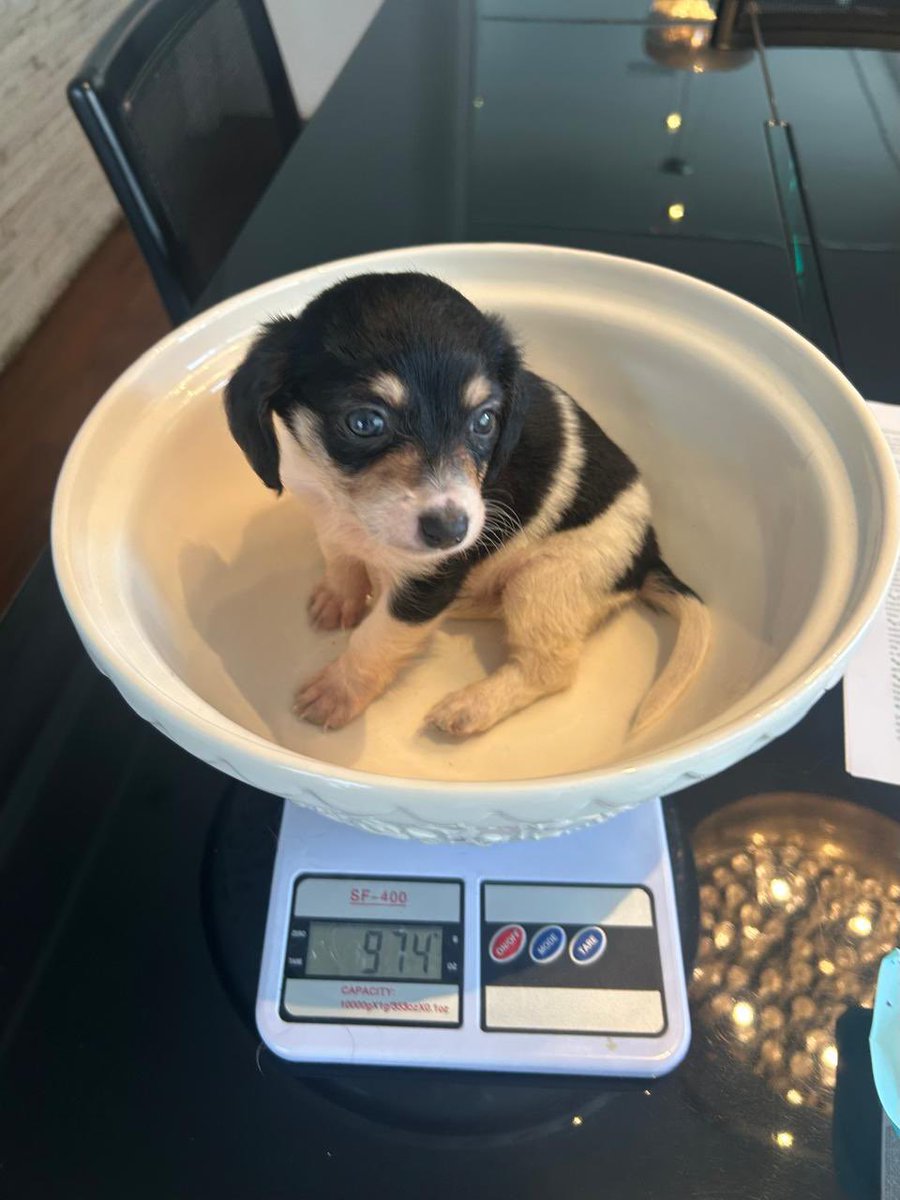 Paula Bicudo tweet media