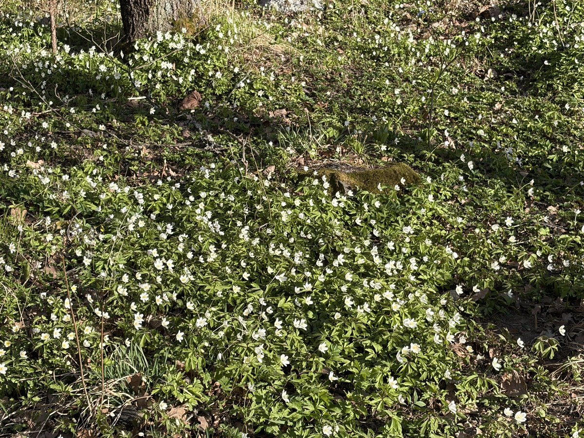 TuijaVirtanen's tweet image. Meidän piha juuri nyt 😍
Valkovuokkojen matossa siellä täällä sinivuokkojen ryppäitä 🥰

#elämäälaatikossa
#käenpesä 
#box