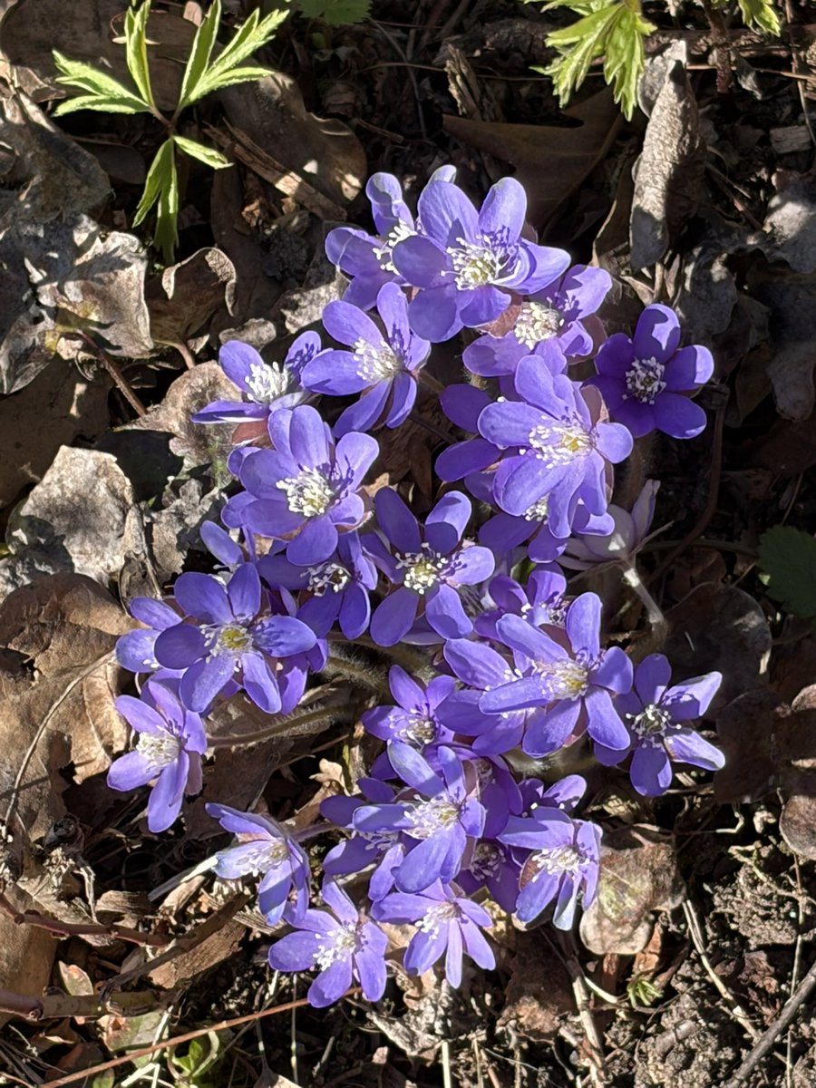 TuijaVirtanen's tweet image. Meidän piha juuri nyt 😍
Valkovuokkojen matossa siellä täällä sinivuokkojen ryppäitä 🥰

#elämäälaatikossa
#käenpesä 
#box