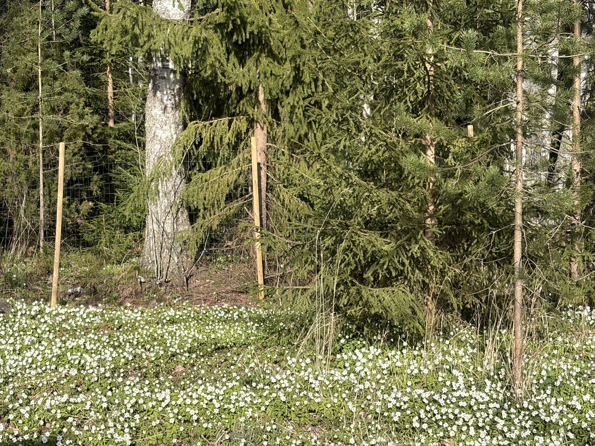 TuijaVirtanen's tweet image. Meidän piha juuri nyt 😍
Valkovuokkojen matossa siellä täällä sinivuokkojen ryppäitä 🥰

#elämäälaatikossa
#käenpesä 
#box