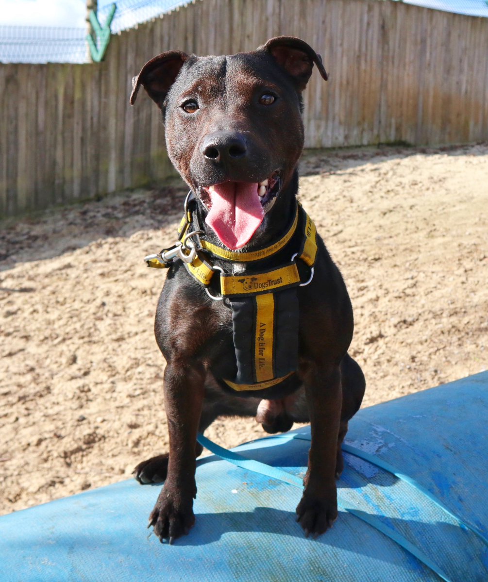 Could you be Radish’s pawfect match?🫜💛

Radish’s profile:
dogstrust.org.uk/rehoming/dogs/…