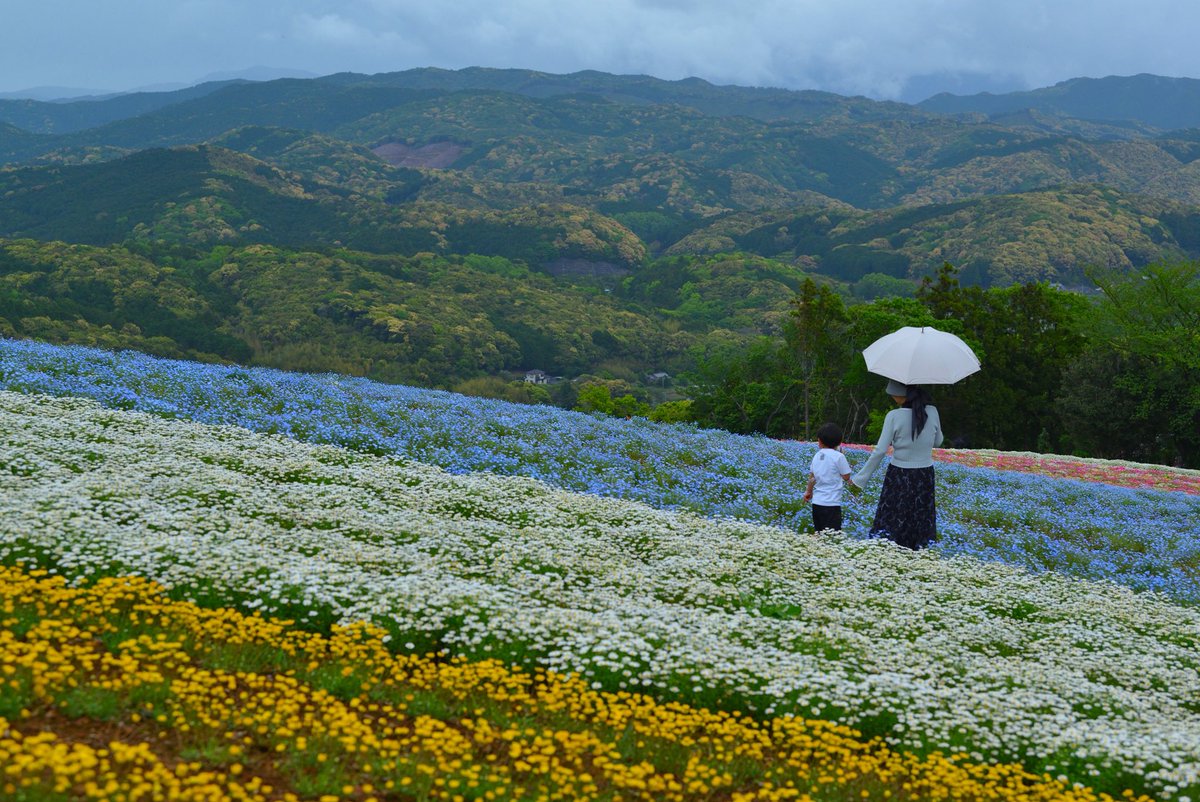 山上のお花畑 2026年4月20日 高知県大月町花咲き農園