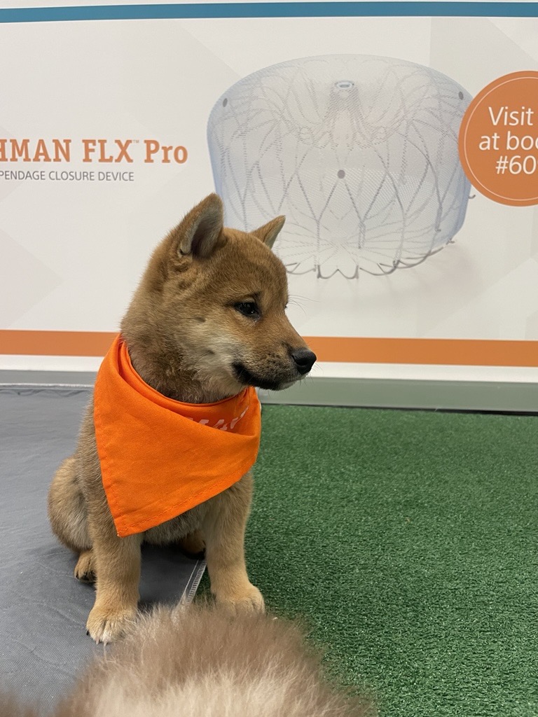 SCAI's tweet image. Puppies have arrived in SCAI Central 🐶
Stop by for your cuteness fix—here until 12:20 pm, and back again after 3:45 pm, sponsored by Boston Scientific.
A perfect break between sessions at #SCAI2026.
#InterventionalCardiology @BSCCardiology @bostonsci