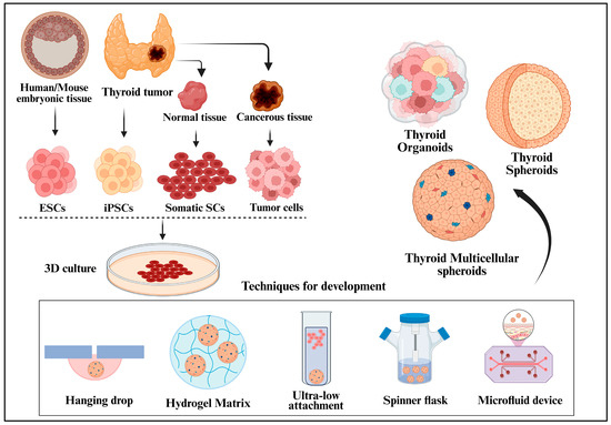 Organoids MDPI tweet media