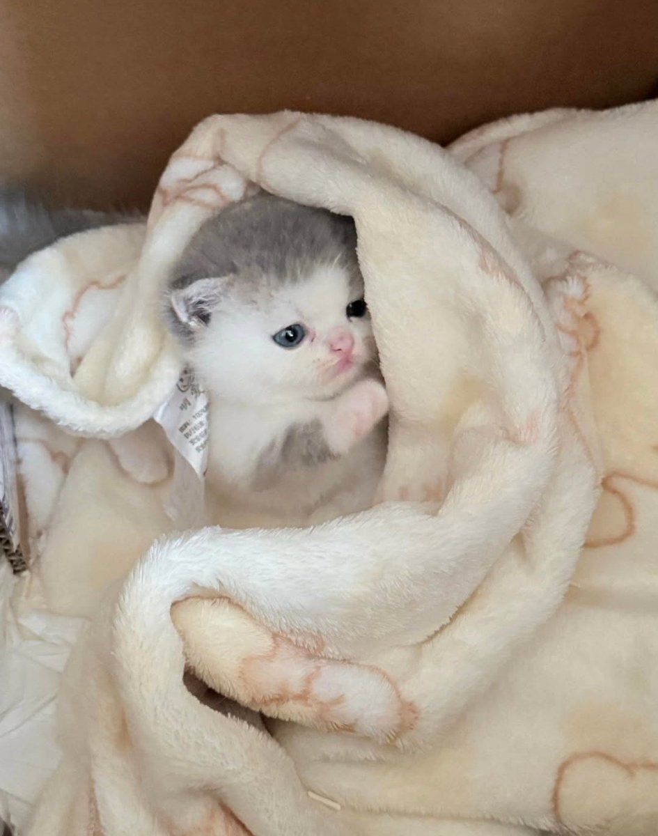 PostofcatsX's tweet photo. Just a baby https://t.co/WvoTKQ7FIh