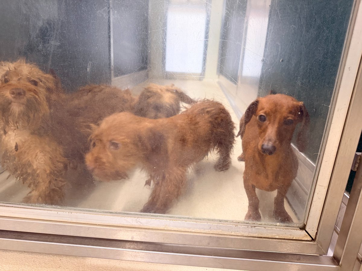 Pennsylvania SPCA tweet media