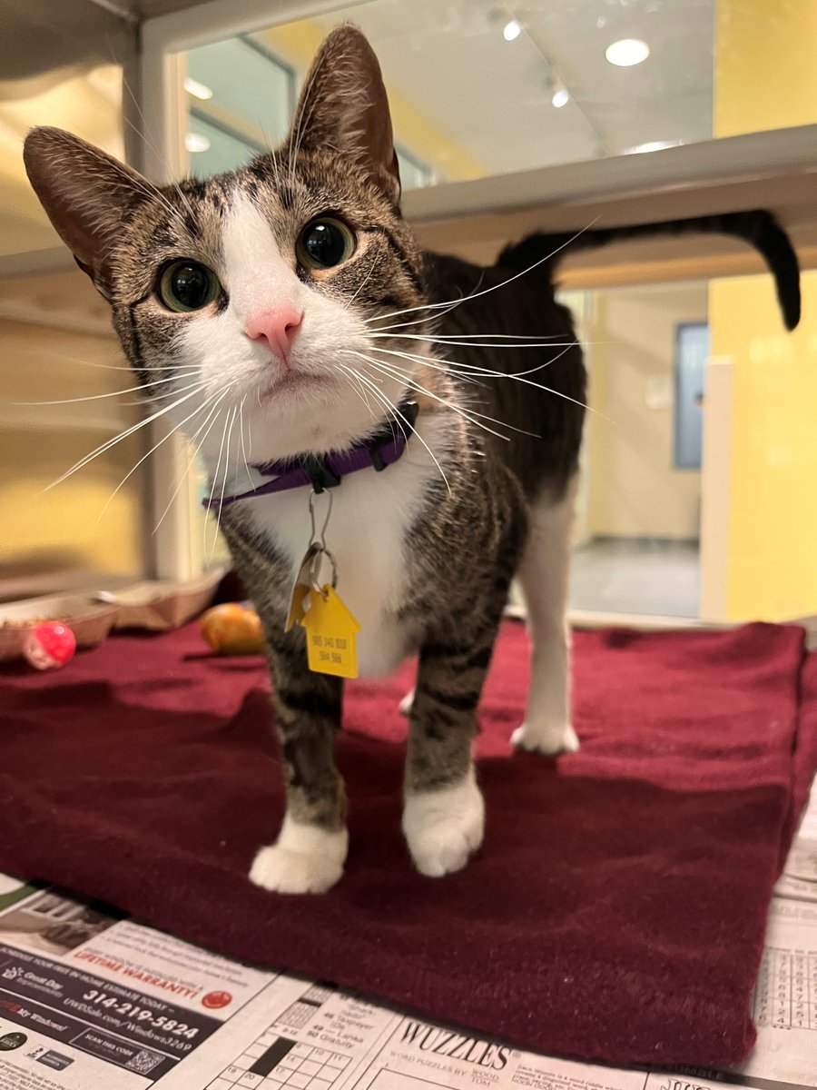 Humane Society of Missouri tweet media
