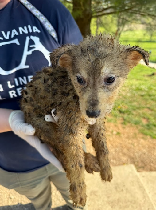 Pennsylvania SPCA tweet media