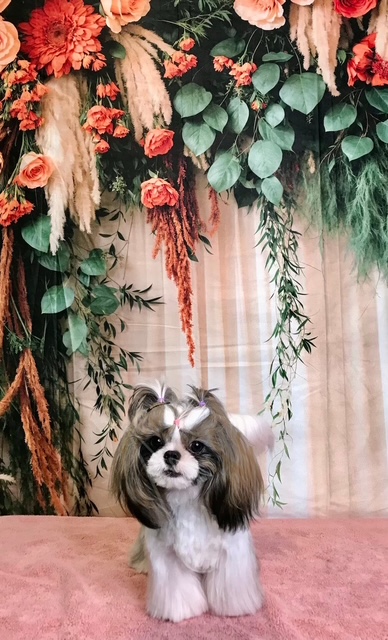 StyleNPups's tweet photo. Style N Pups of Jensen Beach, Your Top choice for Dog Grooming! #stylenpups #veteranownedbusiness #DogsofTwittter #DogsOnTwitter #jensenbeach #treasurecoast #Dog #TREASURECOAST #dogs #jensenbeach #martincounty #dogsarelove #dogsonx #PuppyLove #PuppyLovers https://t.co/ywd6r8Sbwp