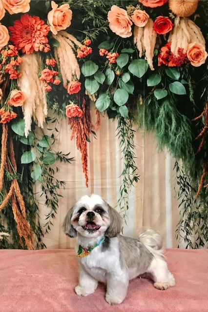 StyleNPups's tweet photo. Style N Pups of Jensen Beach, Your Top choice for Dog Grooming! #stylenpups #veteranownedbusiness #DogsofTwittter #DogsOnTwitter #jensenbeach #treasurecoast #Dog #TREASURECOAST #dogs #jensenbeach #martincounty #dogsarelove #dogsonx #PuppyLove #PuppyLovers https://t.co/ywd6r8Sbwp