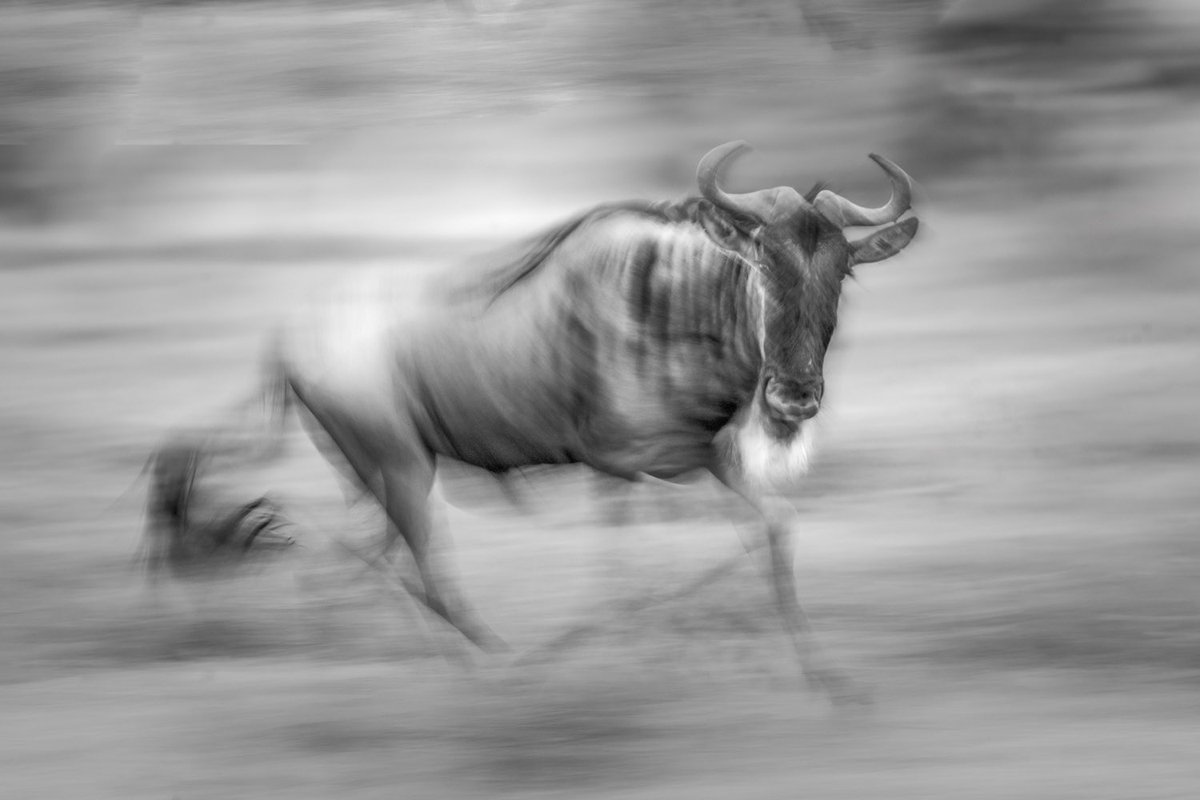 bernabephoto's tweet image. Some new B&amp;amp;W images from the Serengeti #photography