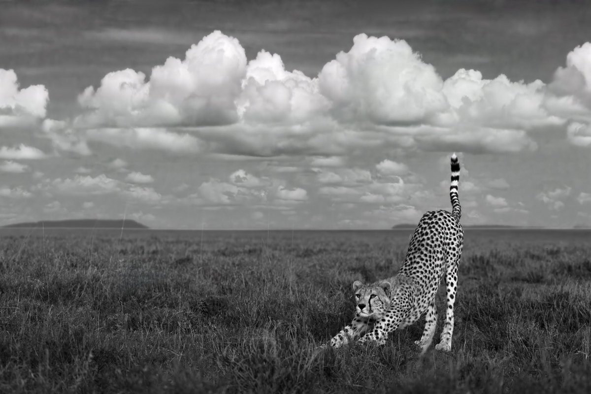 bernabephoto's tweet image. Some new B&amp;amp;W images from the Serengeti #photography