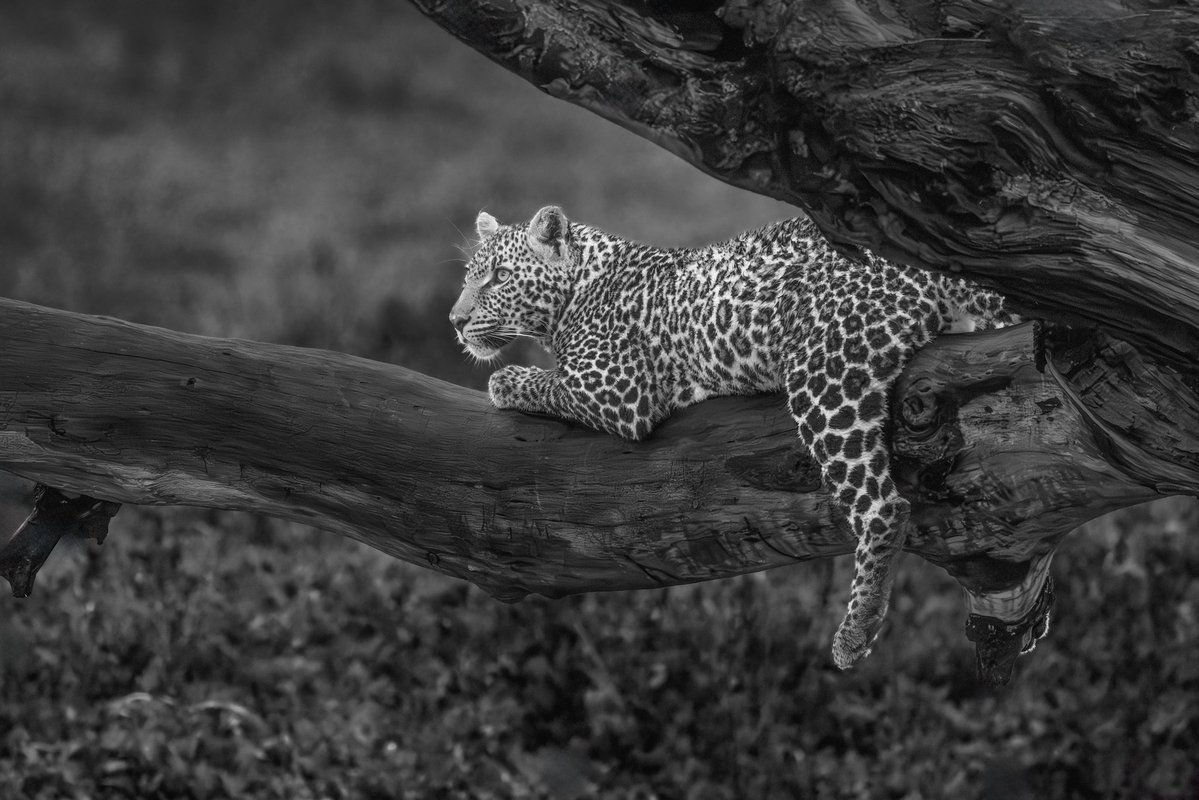 bernabephoto's tweet image. Some new B&amp;amp;W images from the Serengeti #photography