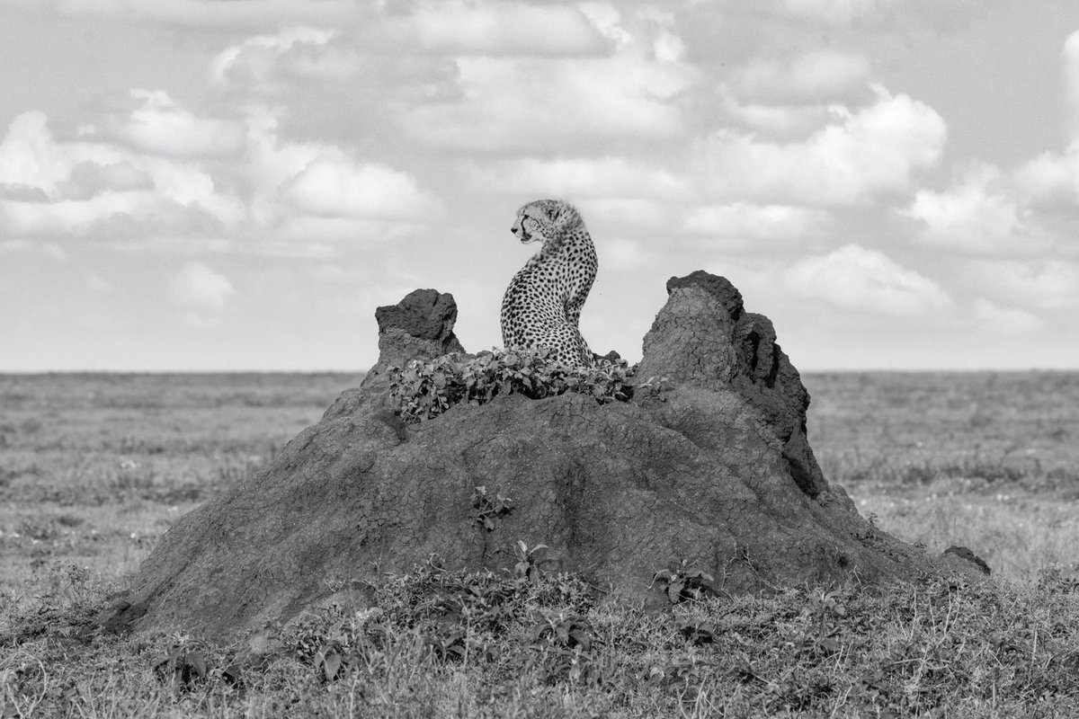 bernabephoto's tweet image. Some new B&amp;amp;W images from the Serengeti #photography