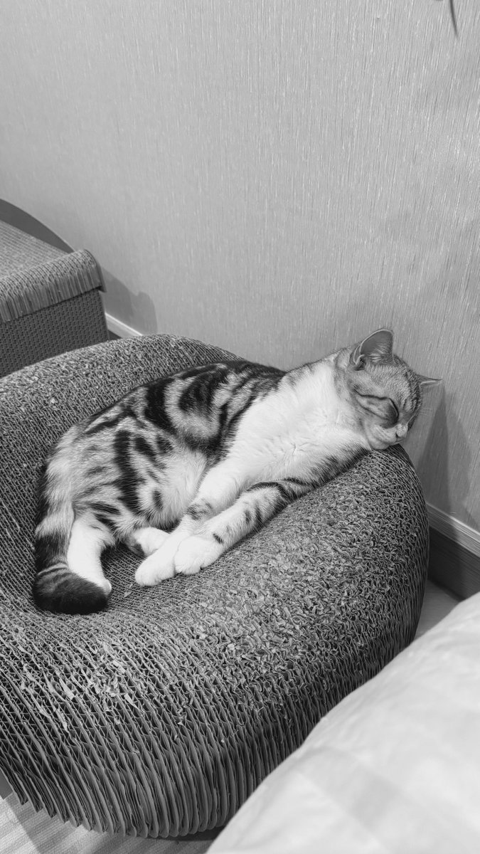 Poohnii23's tweet photo. 🥺 มัทฉะไปอยู่ดาวแมวแล้วคับ 23.04.26 ⭐️🐈 https://t.co/uYlIcn99pK
