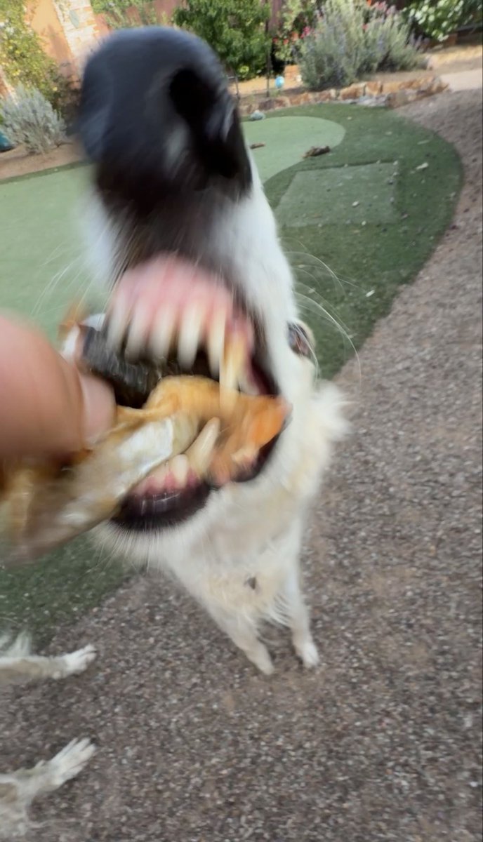 Esper Borzoi tweet media