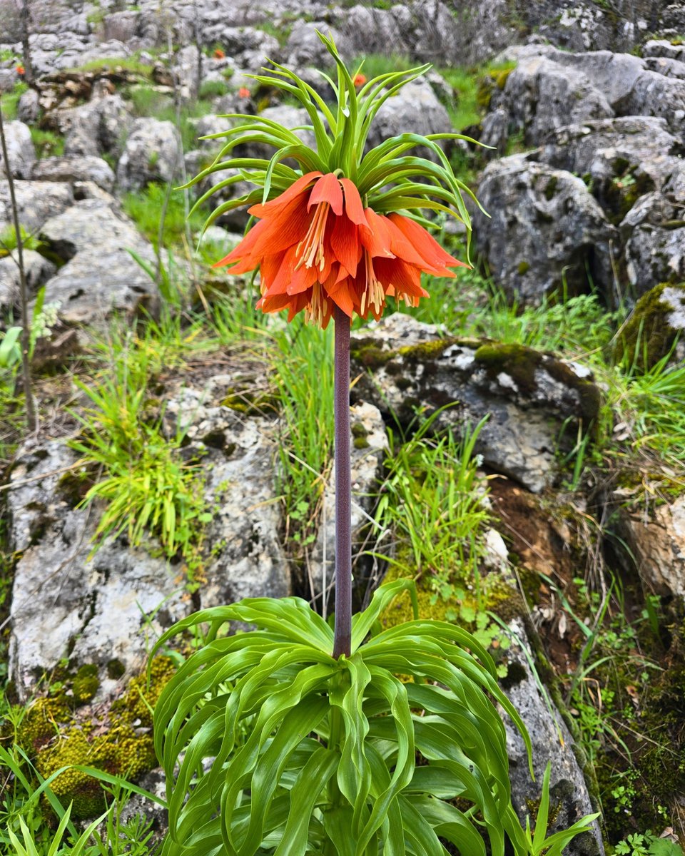 Milli Parklar tweet media