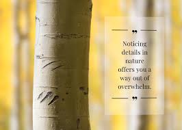 KAOLotuses's tweet image. #ThereIsMuchThatMenCanLearnFromNatureIfWeWouldOnlyListen-The Frozen River is a story 📖 set in Massachusetts "It is the #aspen that I like best, however, not just for their pale, speckled bark,and astonishing show of gold each fall but because every aspen in this great expanse of