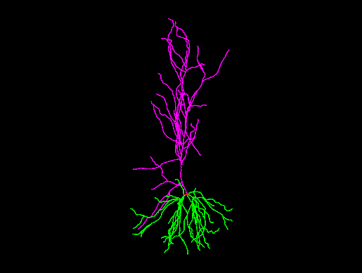 NeuroMorpho.Org tweet media