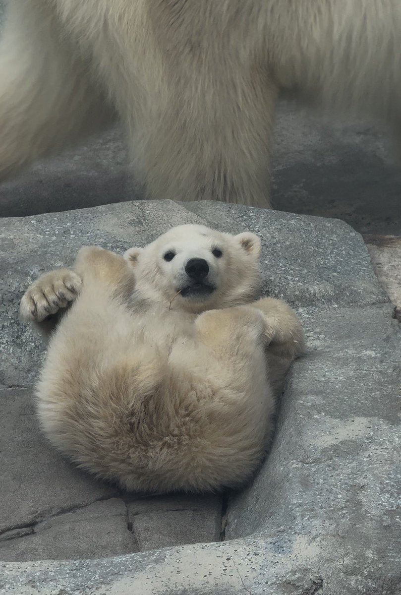 可愛すぎたー！🐻‍❄️♡

260423
#男鹿水族館GAO