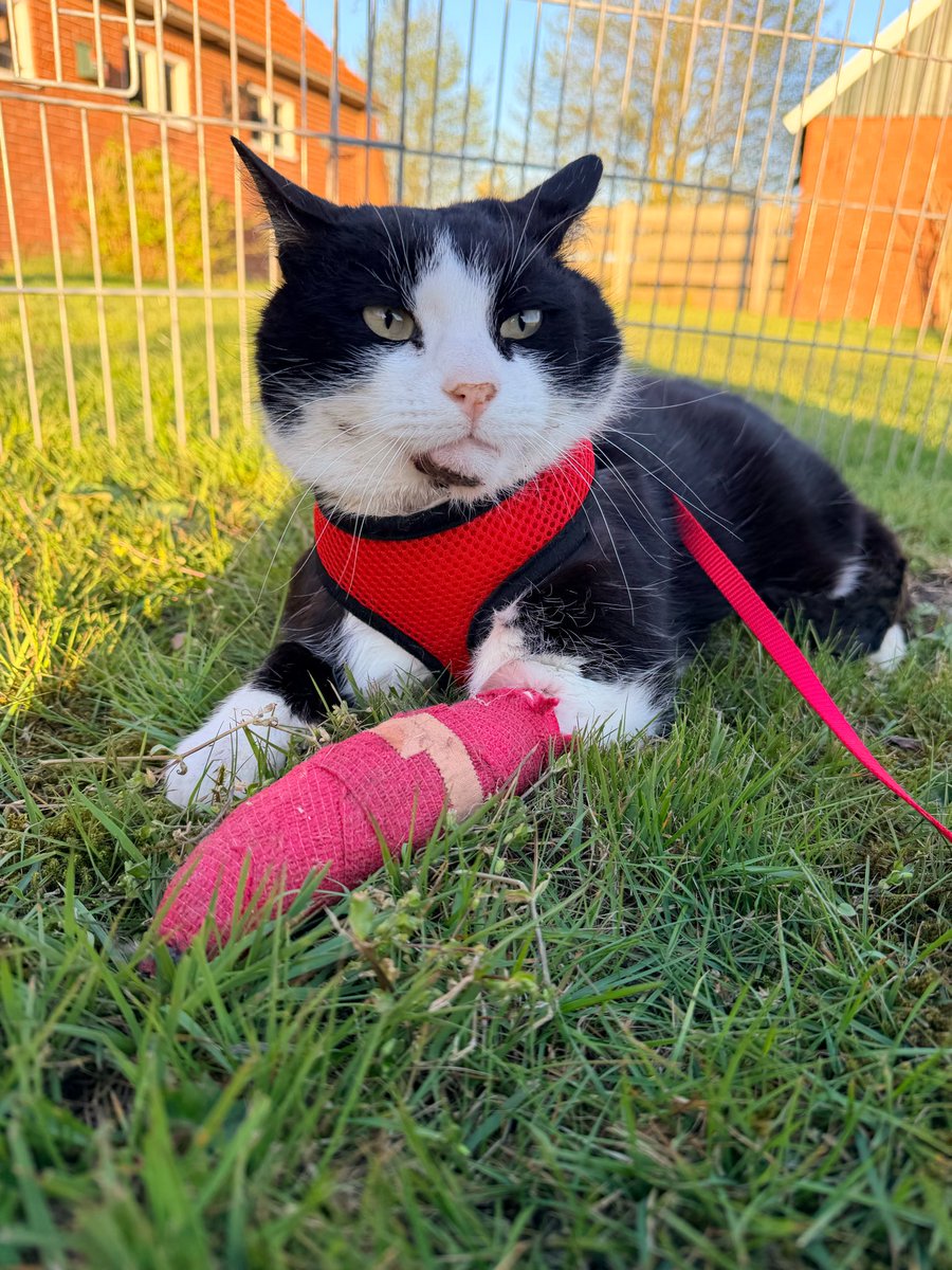lique1304's tweet image. Mum made me an outside kitty prison so i could enjoy the sun and sniff around a bit.  #cats #catsoftwitter