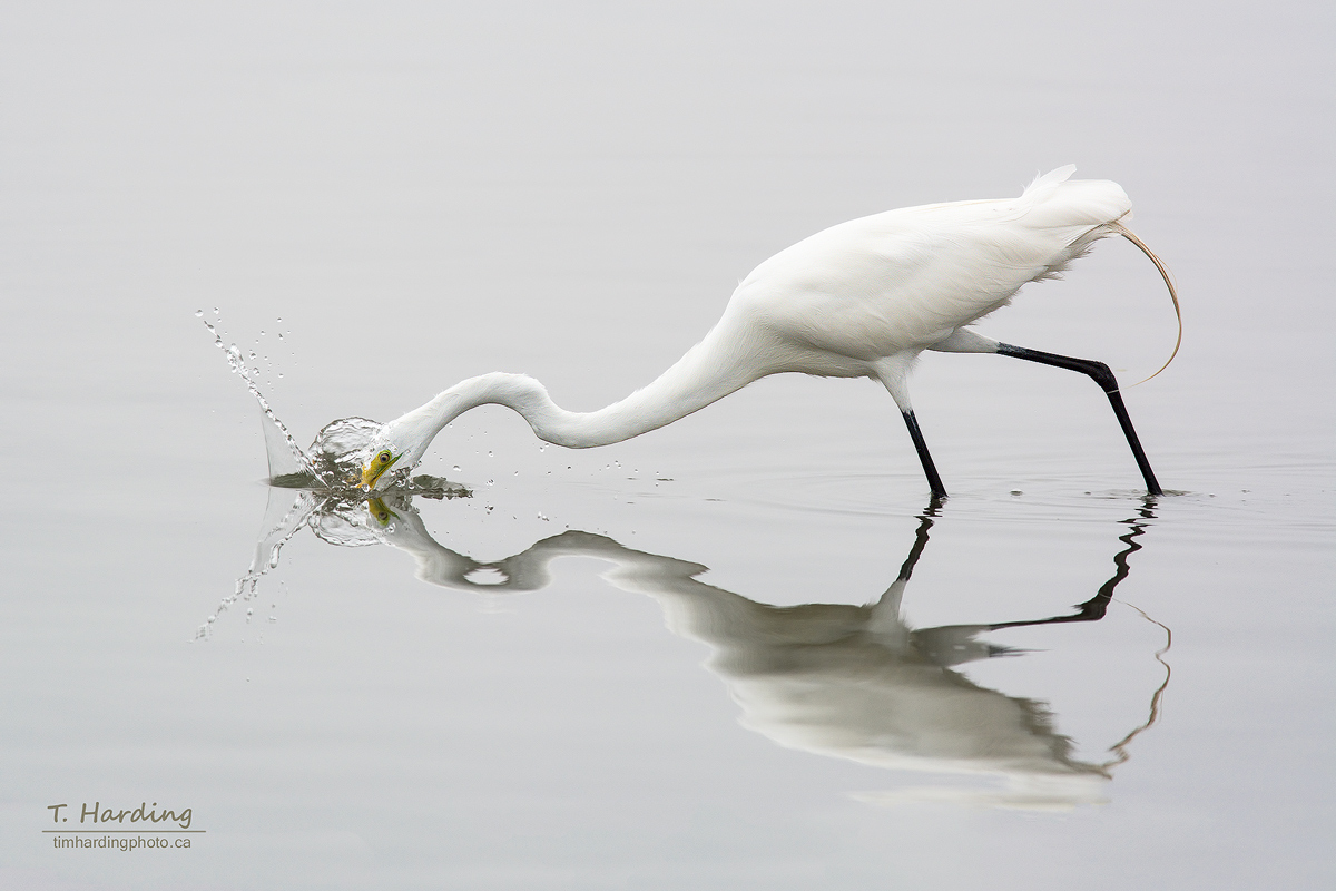 Absolute precision. 🏹⚪️ Taking a quick break from the boreal woods to witness the surgical strike of a Great Egret. The way that reflection meets the splash is pure geometry in motion.

#WildlifePhotography #Nature #Minimalism