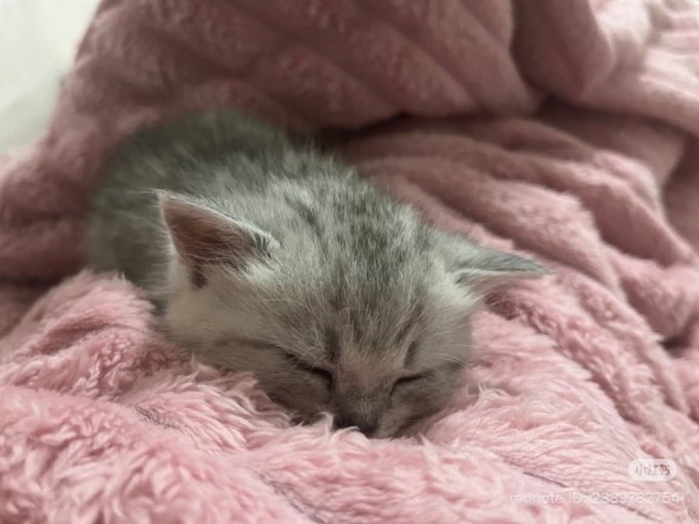 catsforcatsx's tweet image. #sleeping #cats