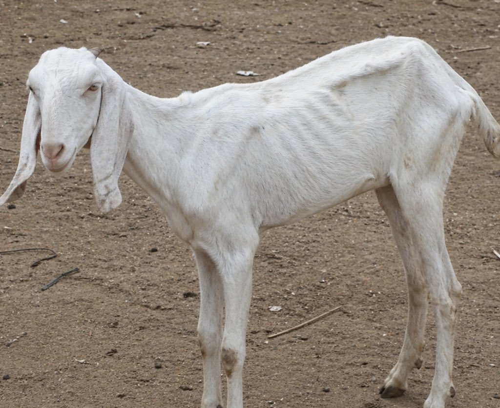 ShamsherSLive's tweet photo. दाने - दाने को तरस रहे इस बकरे के बारे में कोई जानकारी है ? #Goat https://t.co/ePCguYmYUl
