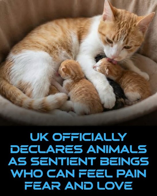 Rainmaker1973's tweet photo. The United Kingdom recognized animals as sentient beings capable of experiencing joy, fear, pain, and other emotions under law.

In a landmark development, the Animal Welfare (Sentience) Act 2022 officially took effect on 22 May 2023, with the establishment of the Animal Sentience Committee marking full implementation. This legislation requires the government to consider the welfare impacts on sentient animals—including all vertebrates (except humans), cephalopods, and decapod crustaceans—when formulating and enacting policies.

This achievement culminates decades of dedicated advocacy, dating back to 1988, when campaigners began pushing for laws to align with scientific evidence of animals' rich emotional lives. The independent Animal Sentience Committee now provides crucial oversight, ensuring these considerations remain central to policymaking and preventing the dismissal of animals' subjective experiences in political decisions.

As of 2026, the Act continues to shape UK animal welfare standards, setting a forward-thinking precedent for ethical governance and protection in the modern era. This shift honors the complex inner worlds of animals and reinforces their status as beings deserving of compassion and regard in law.