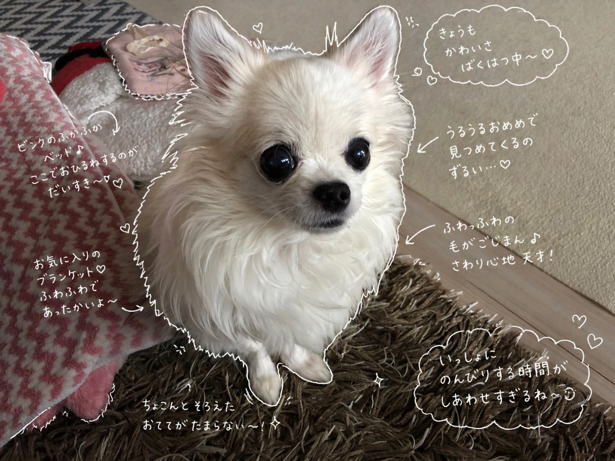 y_chan0001's tweet photo. 元ネタわんこなのかな🐶！？
愛犬ちゃんたち🥹🥹 https://t.co/mevF2iCngq