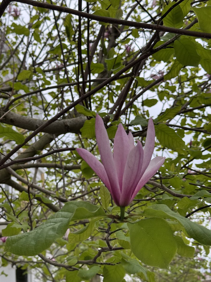ArekZado's tweet photo. #flower #tulip #lilac #magnolia https://t.co/HvArgCHz8O