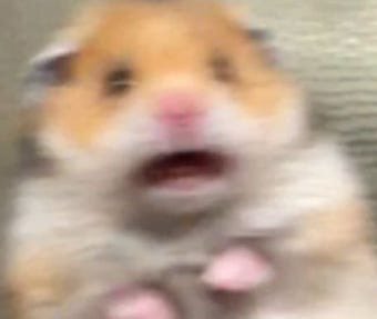 서당개(트친소) tweet media