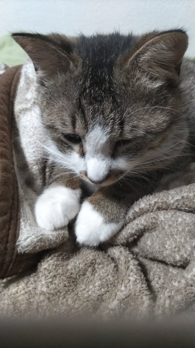 猫も本当に頭が良い

何かイタズラをすると
こちらも防止策に講じるのですが、
そうするといつも、
そこで更に１つ上をいくやり方で
イタズラするので、
まるでこちらが
悪策を弄しているかの様

お手々揃えて
ごめんなさいしてるみたいに
見えますが、
多分反省してないかと
思われます

#保護猫