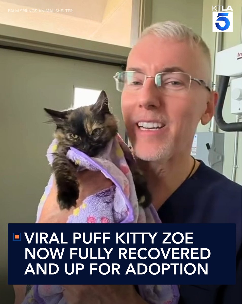 KTLA's tweet photo. Viral Puff Kitty Zoe now fully recovered and up for adoption https://t.co/4EifCcOOyN https://t.co/HAiyu90nvv