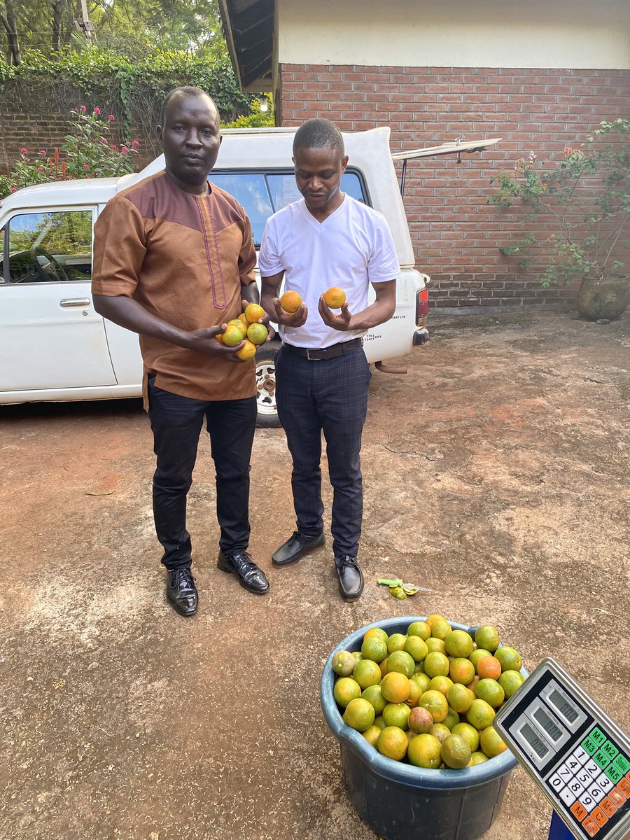 LingaWine's tweet image. #Tangerines and #Clementines of the new season - first delivery from Eden DEDZA . Friends, your #breakfasts will shortly be brighter! Only the best for you. 
#Malawi #marmalade #sme