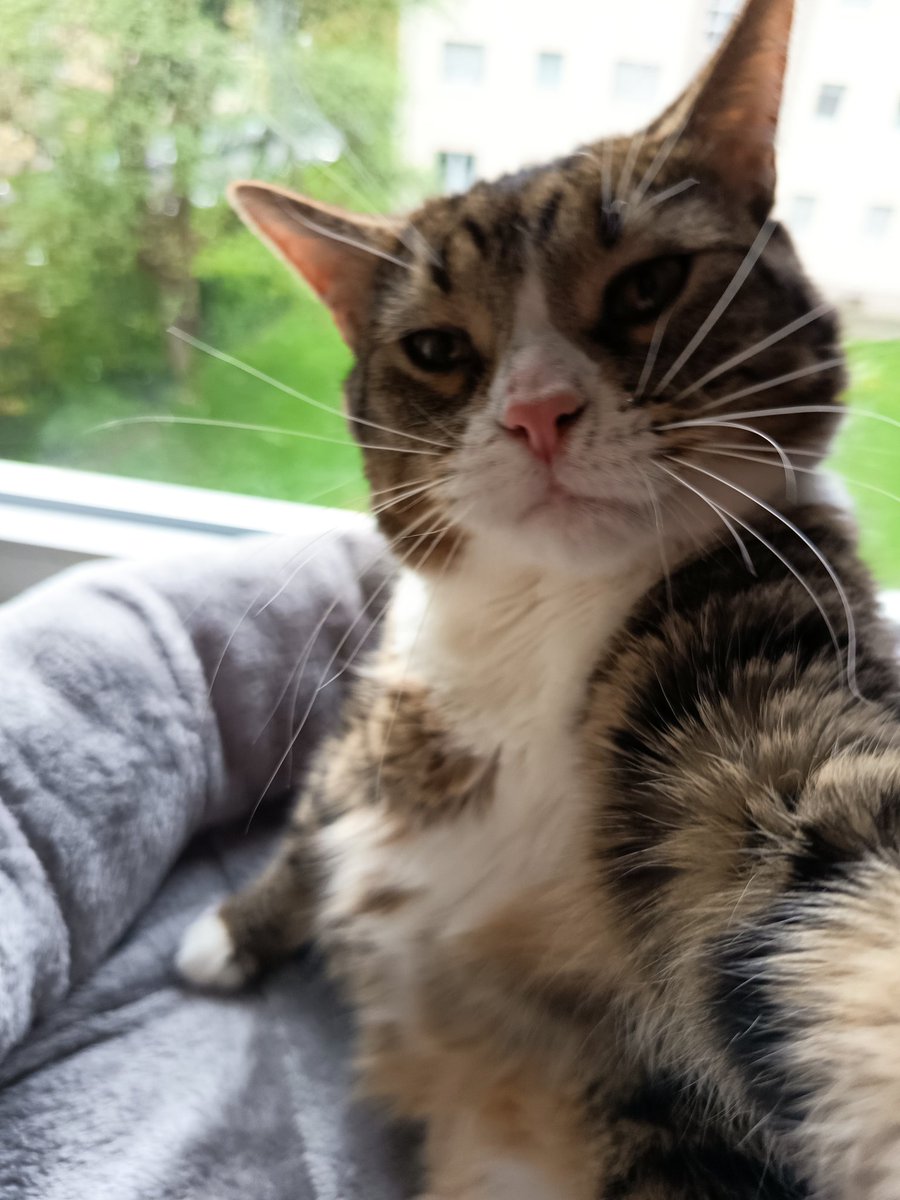 PiousVorne-Twitch tweet media