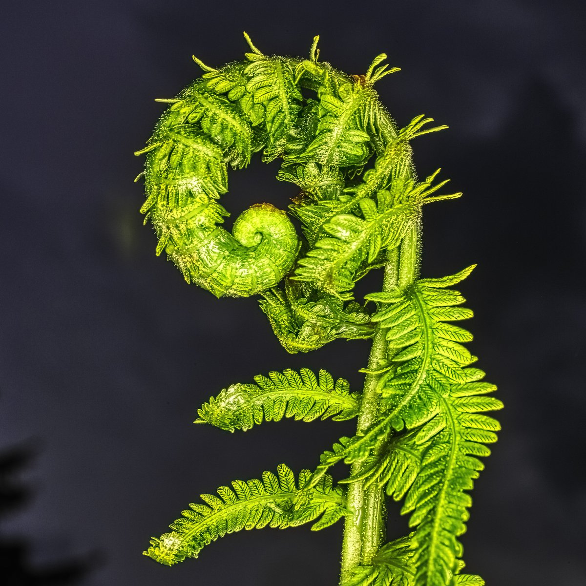Fiddlehead Fern. New photo by L. Hamill.