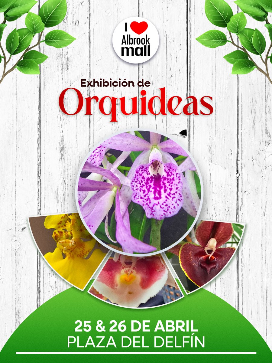 albrookmall's tweet photo. 🌸✨Este 25 y 26 de abril te esperamos en nuestra Exhibición de Orquídeas en la Plaza del Delfín🌺💜

A partir de las 10:00 a 6:00 pm 🕣

Ven con toda tu familia y disfruta de una tarde rodeado de colores, aromas y la belleza única.

💐¡No te lo pierdas!

 ❤️#ilovealbrookmall https://t.co/3Q1zvNR4kw