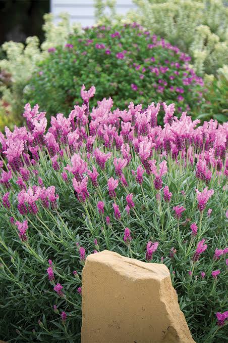 Ботаничка tweet media