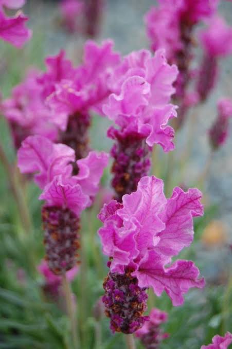 Ботаничка tweet media