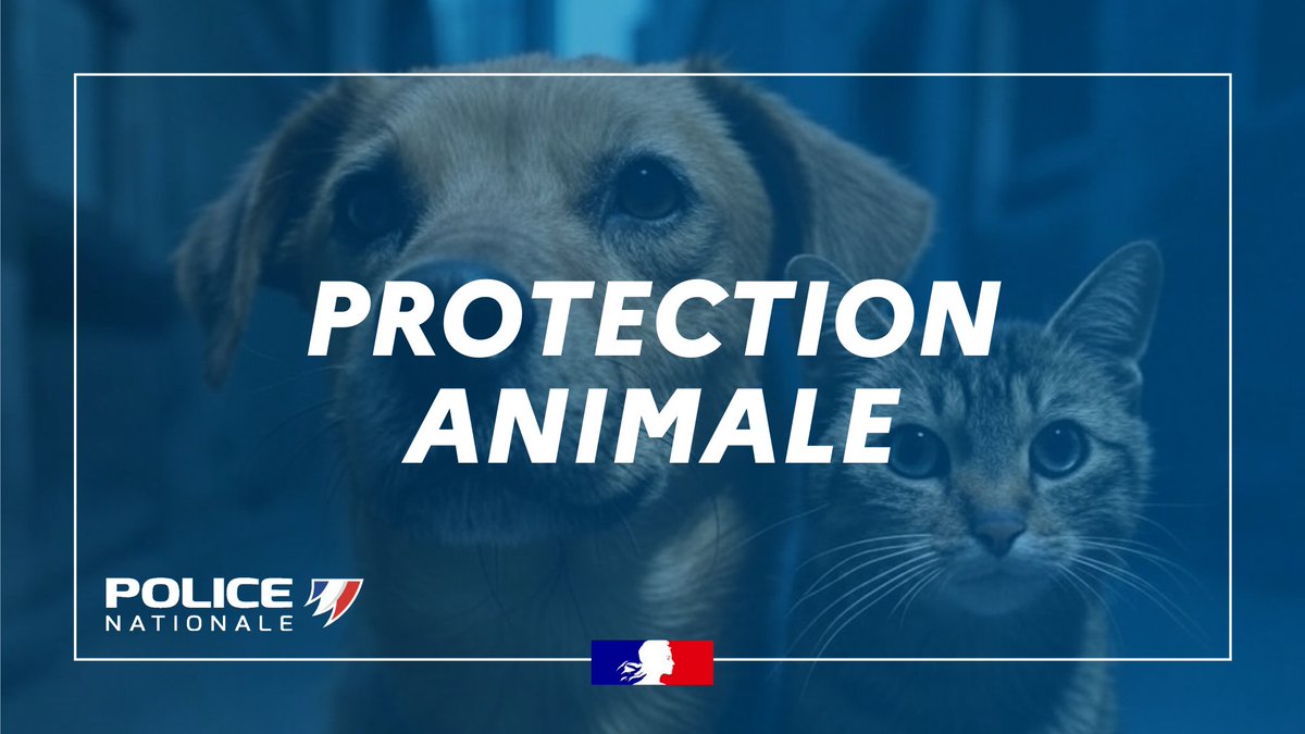 #AbandonAnimal | Chaque année, des milliers de chiens et de chats sont abandonnés.
Abandonner un animal est un délit puni par la loi, d’une peine pouvant aller jusqu’à 45 000 euros d’amende et 3 ans d’emprisonnement.