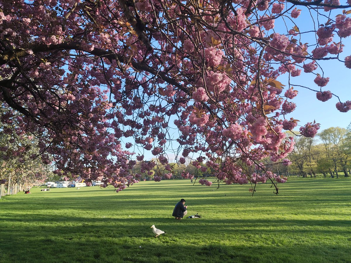 shirley jackson enthusiast🇵🇸 tweet media