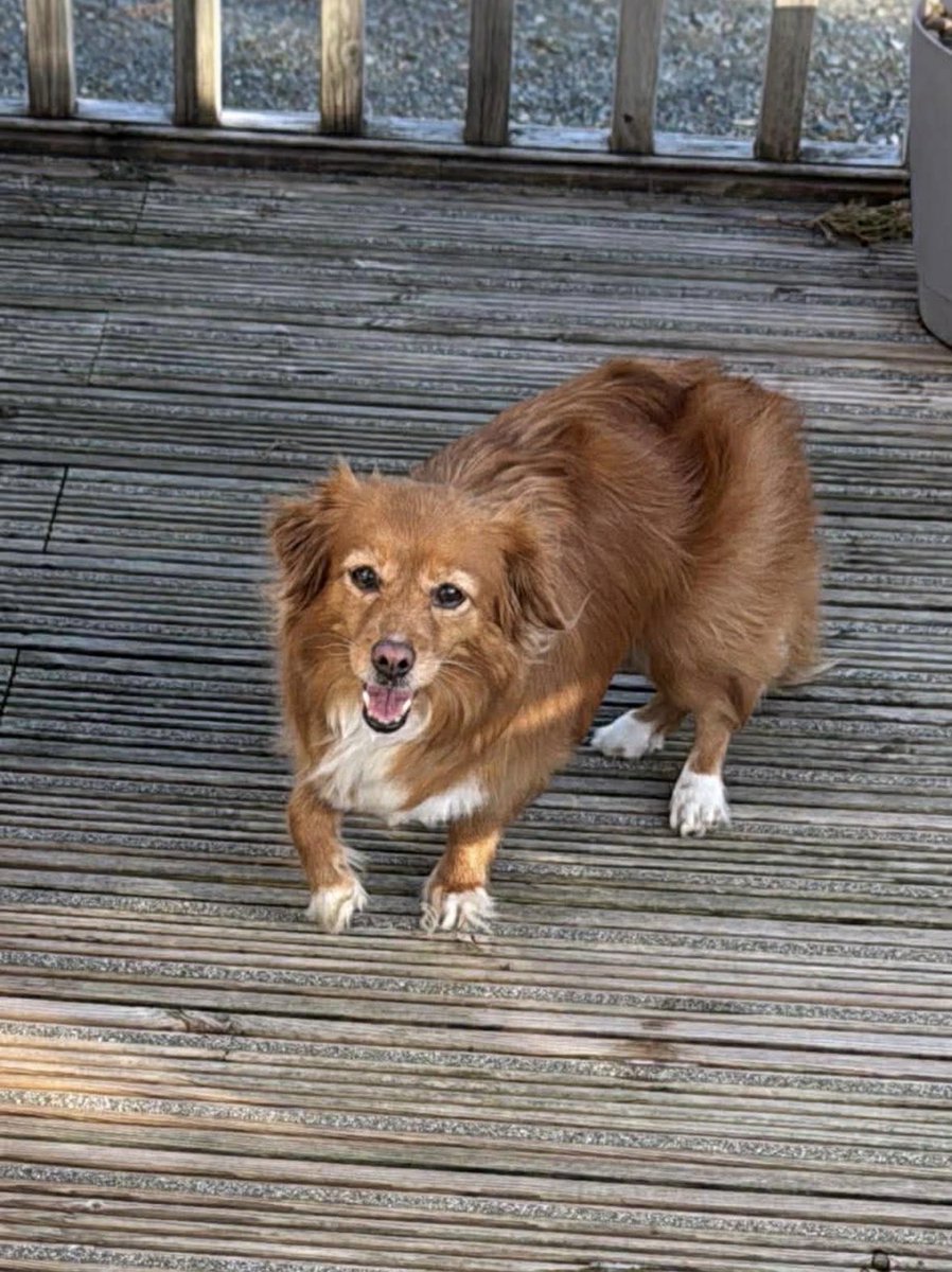 Mrgrez10's tweet image. My little Cypriot rescue been to groomers, what a difference 😂👀 #dog #kokoni and yes she came legally with a passport 😂