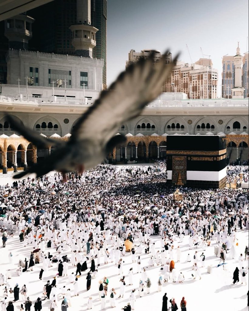 عَلْقَّمة|فَصِيح tweet media